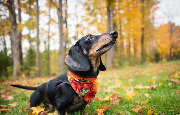 Картинка осень, собака, такса