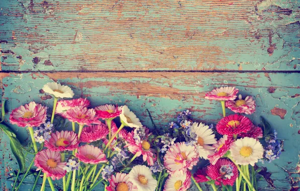 Картинка цветы, ромашки, flowers, полевые цветы, фиалки, маргаритки, chamomile, wild flowers, daisies violets