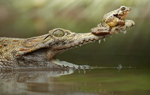Картинка лягушка, крокодил, пасть