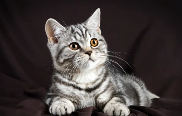 Картинка кот, мордочка, British, Glance, Cats