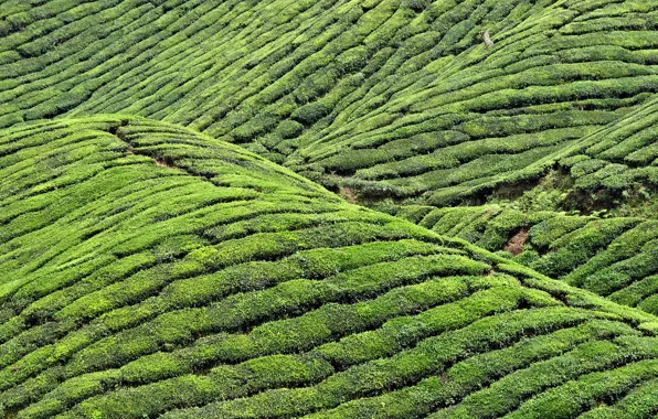 Картинка пейзаж, холмы, чай, плантация