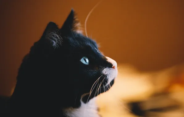 Картинка кошка, кот, усы, взгляд, фон