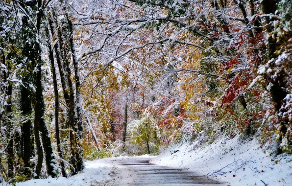 Картинка зима, лес, снег, деревья, дорога.