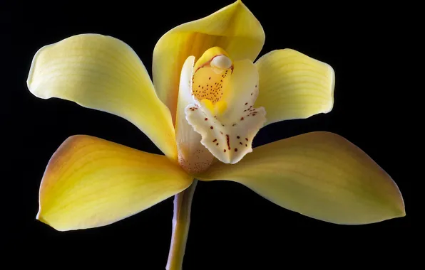 Картинка цветок, природа, растение, лепестки, орхидея