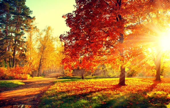 Картинка дорога, осень, лес, листья, деревья, закат, природа, парк, colors, colorful, forest, road, trees, nature, sunset, …