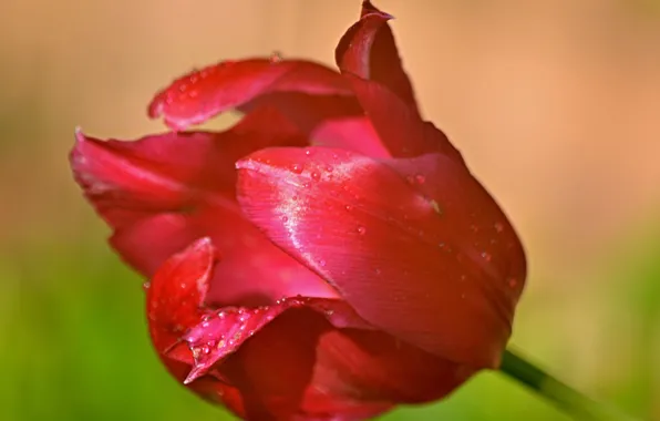 Картинка Капли, Drops, Тюльпан красный, Red tulips