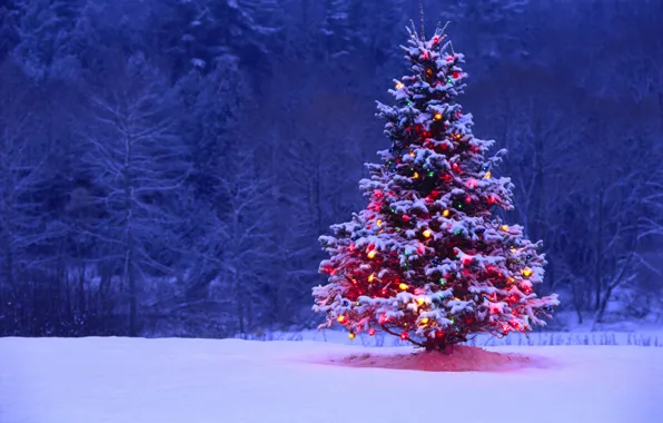 Картинка снег, огни, елка, подсветка