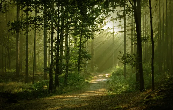 Картинка лес, свет, природа, тропа