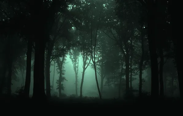 Картинка лес, деревья, ночь