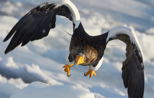 Картинка полёт, Белоплечий орлан, семейства ястребиных, крупная хищная птица