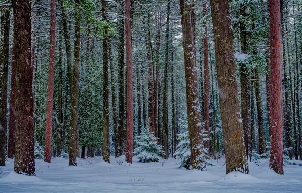 Картинка лес, снег, Природа