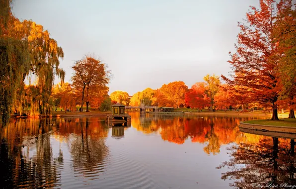Картинка осень, деревья, озеро, отражение, беседка