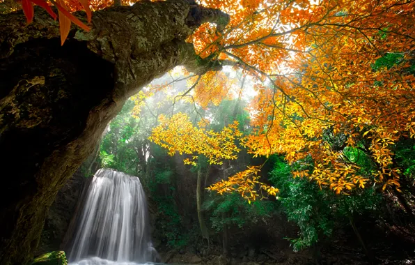 Картинка осень, лес, листья, деревья, природа, парк, водопад, colors, colorful, воды, forest, trees, nature, water, park, …