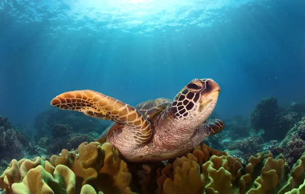 Картинка море, свет, океан, черепаха, под водой