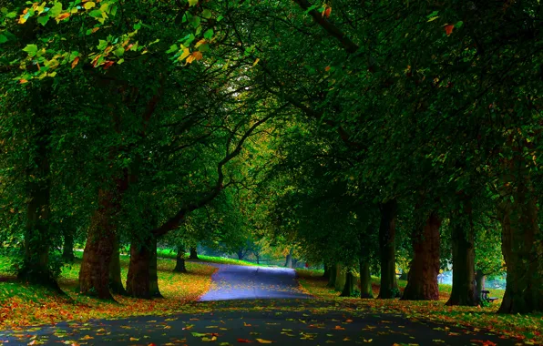 Картинка зелень, осень, листья, деревья, парк, аллея