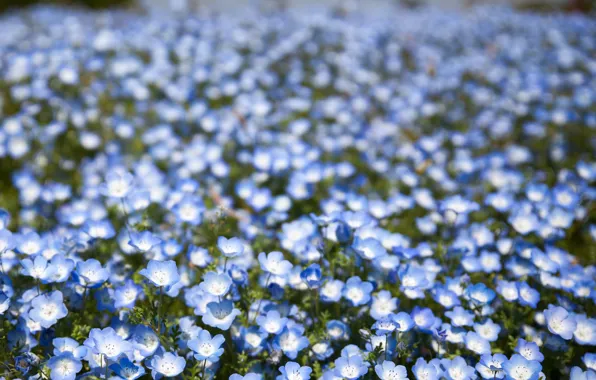 Картинка поле, цветы, лепестки, размытость, голубые, боке, Немофила
