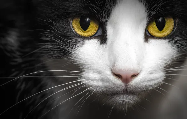 Картинка кошка, глаза, кот, взгляд, морда, крупный план, темный фон, черно-белый, желтые глаза, портерт, обои от …