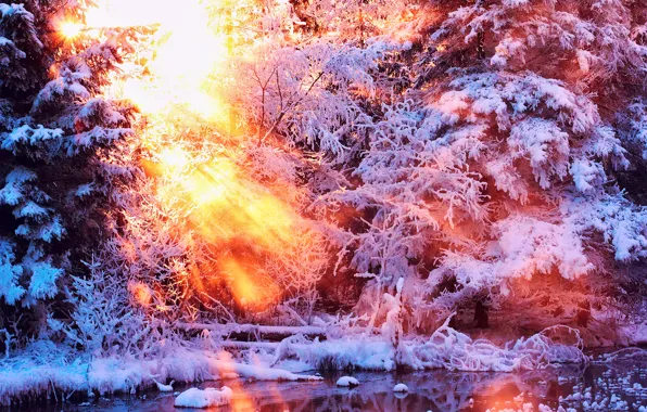 Картинка зима, вода, солнце, свет, снег, деревья, природа