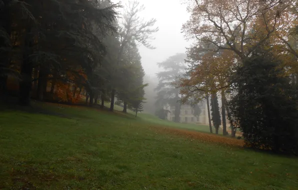 Картинка деревья, природа, Туман, Осень, Деревья, Autumn, Fog, Trees
