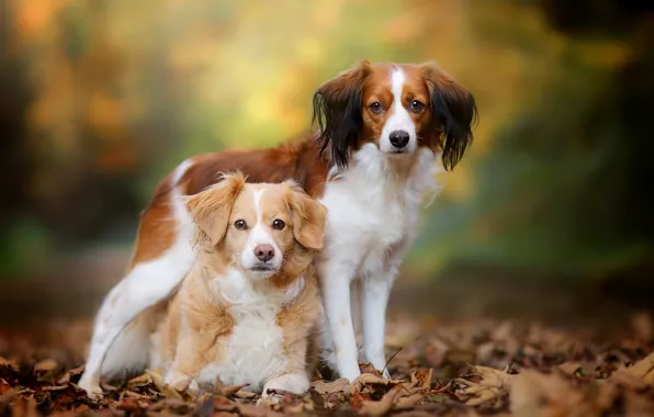 Картинка осень, собаки, листья, парочка, боке, Бретонский эпаньоль, Коикерхондье