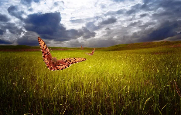 Картинка поле, небо, трава, бабочки, тучи, природа, арт, Larisa Koshkina