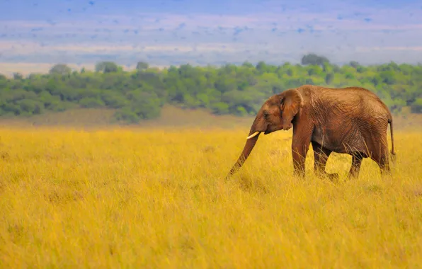 Картинка трава, природа, слон, саванна, африка