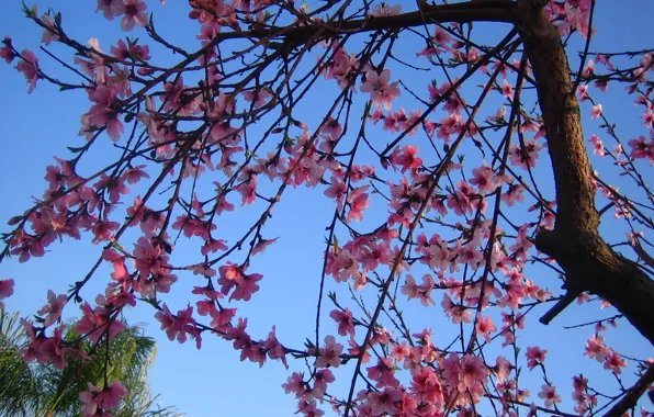 Картинка дерево, весна, цветение, trees, Spring, blossoms, flowering