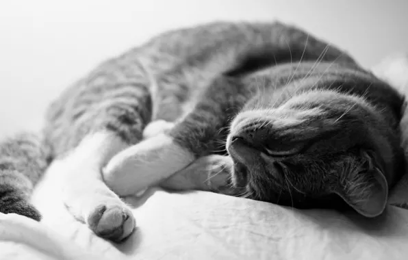 Картинка кот, серый, спит