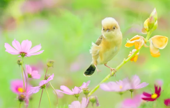 Картинка лето, цветы, природа, птица, космея