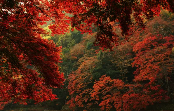 Картинка осень, листья, деревья, природа, вид