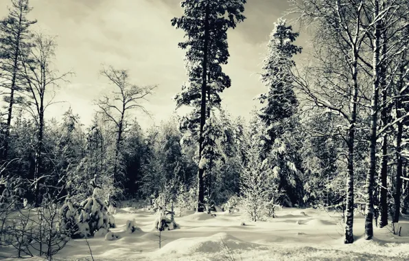Картинка лес, снег, деревья, Зима, ёлки, Winter