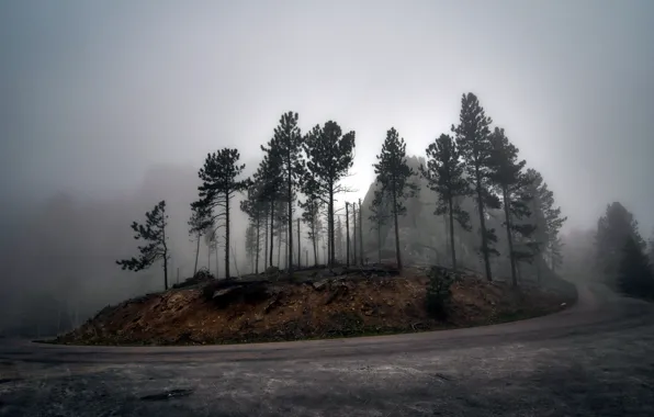 Картинка дорога, деревья, пейзаж, туман