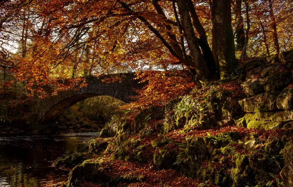 Картинка осень, лес, деревья, мост, парк, река, арка