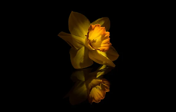 Картинка Flower, Yellow, Narcissus