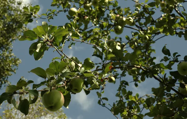 Картинка лето, дерево, яблоки