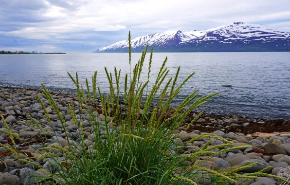 Картинка трава, горы, камни, берег, ледник, Исландия, вдали