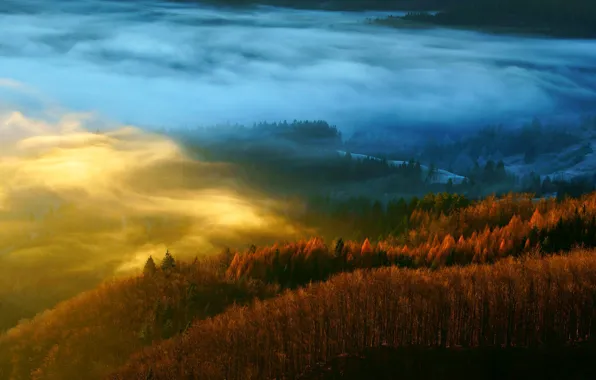 Картинка осень, лес, деревья, природа, туман, дымка