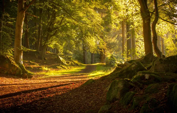 Картинка дорога, осень, лес, деревья, Шотландия, Scotland, Tyrebagger Forest, Aberdeen, Абердин