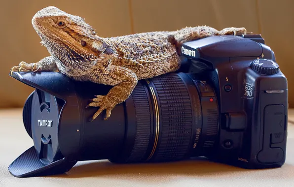 Картинка camera, professional, reptile
