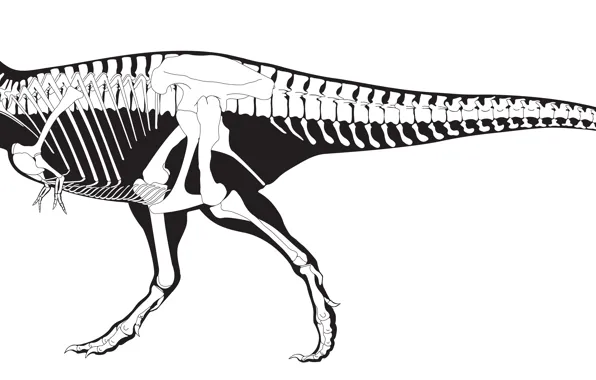 Картинка white, black, skeleton, dinosaur, Tyrannosaurus