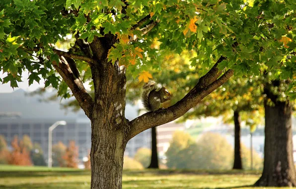 Картинка park, autumn, leaves, tree, leaf, pose, season, squirrel, fall