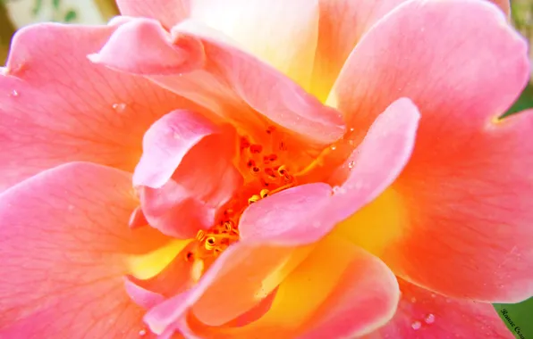 Картинка цветок, лето, вода, капли, макро, розовый