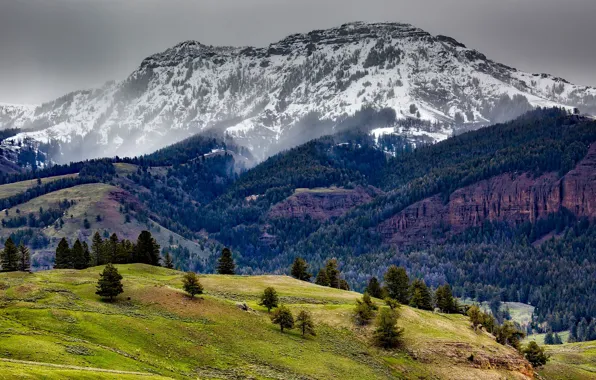 Картинка лес, снег, деревья, горы, скалы, США, Yellowstone National Park