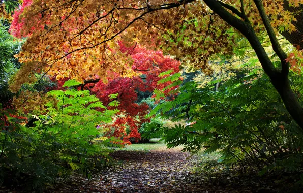 Картинка осень, листья, деревья, парк, Великобритания, кусты, красочно, Уэстонберт-Арборетум, Westonbirt Arboretum