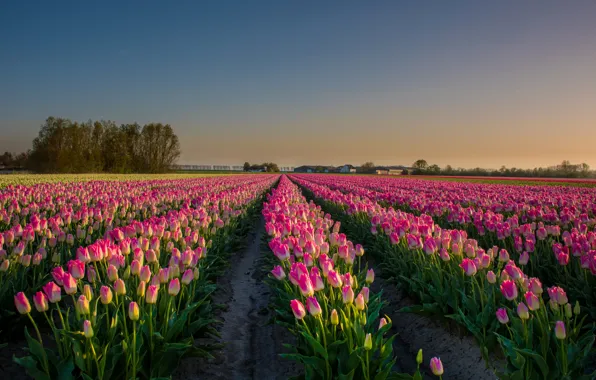 Картинка пейзаж, цветы, поля, тюльпаны, Нидерланды