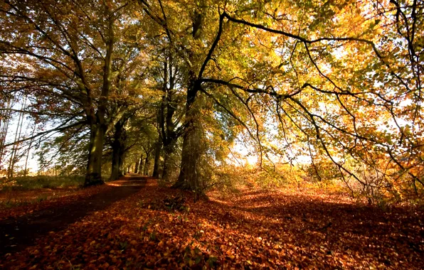 Картинка осень, деревья, листва, Природа, colors, дорожка, листопад, trees, nature, autumn, leaves, path, fall