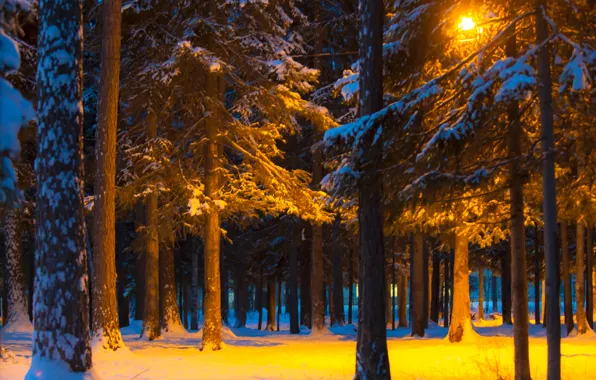 Картинка зима, свет, снег, деревья, ночь, парк, фонарь