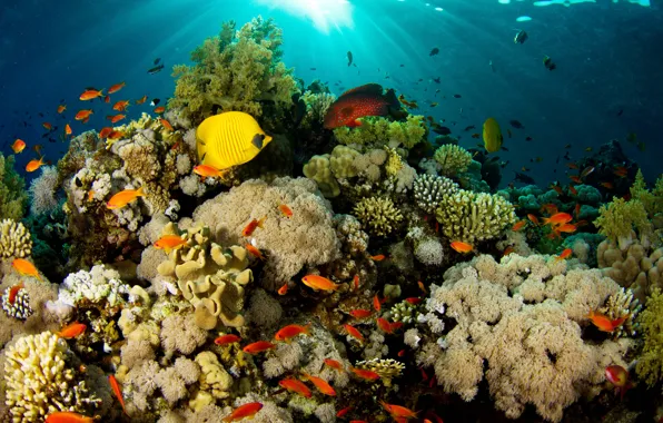 Картинка свет, рыбы, природа, кораллы, риф