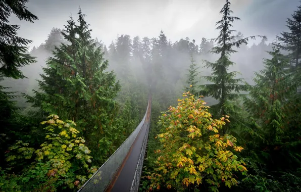 Картинка осень, лес, природа, туман, дымка, мостик