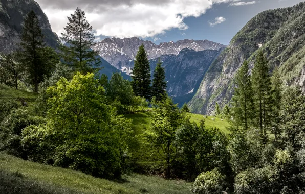 Картинка Природа, Горы, Деревья, Словения, Trenta Valley